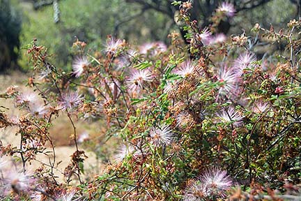 Featherduster, McDowell Mountain Regional Park, March 20, 2015